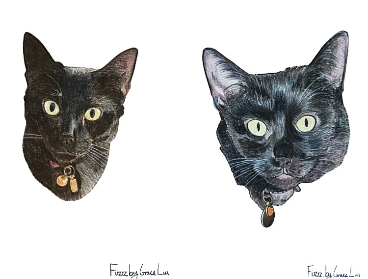 Two face portraits side by side of Fizz, a young black cat.