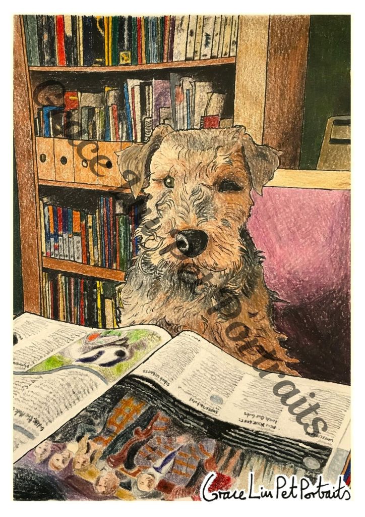 Grey and ginger Welsh Terrier dog sitting at a table with an open magazine in front of him. Full bookcase in the background. Grace Liu Pet Portraits watermark across the picture and signature in the bottom right corner.