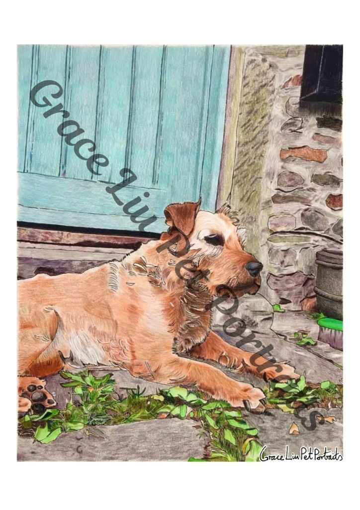 Drawing of elderly ginger dog lying on outdoor tiles with a teal green door and stone walling in the background. Grace Liu Pet Portraits watermark across the picture and signature in the bottom right corner.