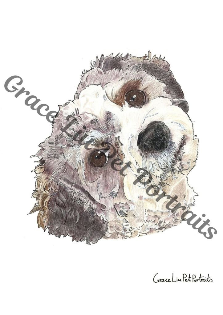 Hand drawn headshot of a curly haired grey and white dog with a white muzzle and black nose. Plain white background. Grace Liu Pet Portraits watermark across the picture and signature in the bottom right corner.