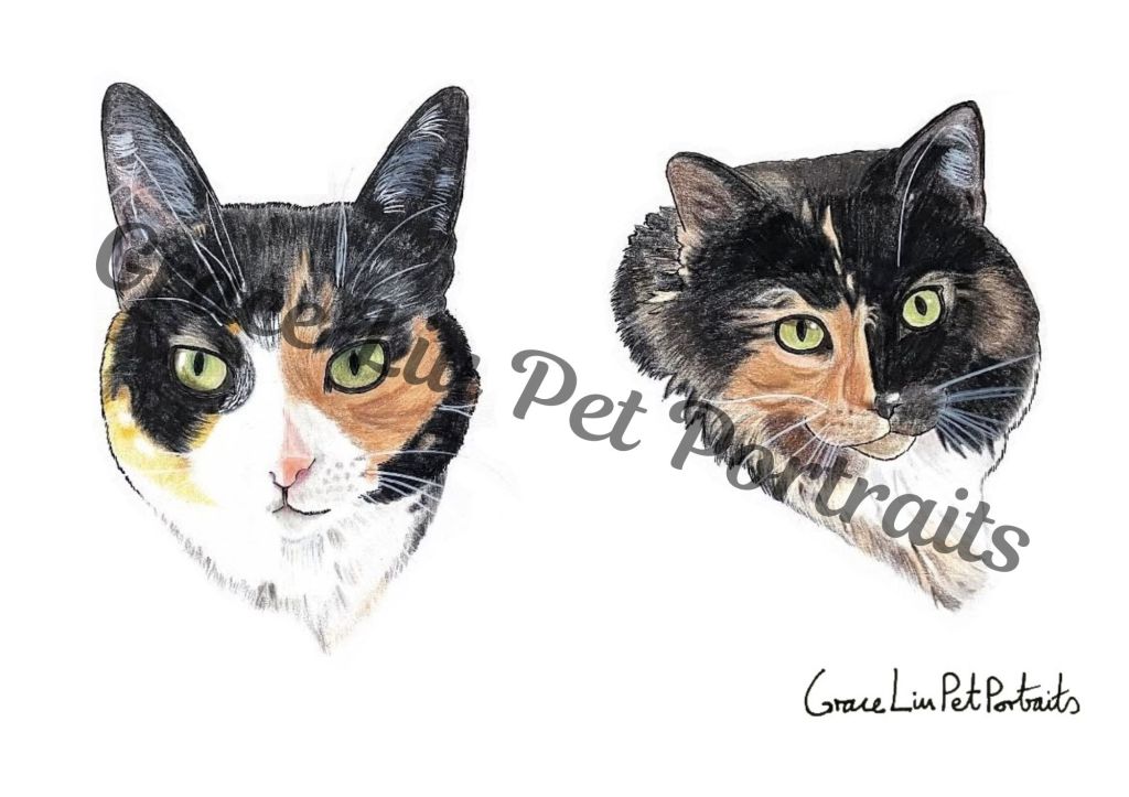 Hand drawn headshots of two tortoiseshell and white cats side by side with a plain white background. Grace Liu Pet Portraits watermark across the picture and signature in the bottom right corner.